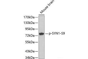 Western blot analysis of extracts from Mouse Brain tissue using Phospho-SYN1(S9) Polyclonal Antibody. (SYN1 抗体  (pSer9))
