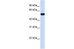 EEF1A2 antibody used at 1 ug/ml to detect target protein. (EEF1A2 抗体  (Middle Region))