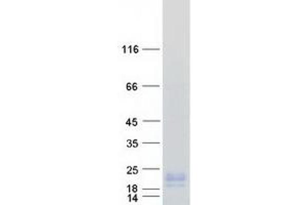 ISCA2 Protein (Myc-DYKDDDDK Tag)