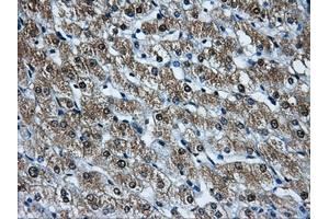 Immunohistochemical staining of paraffin-embedded pancreas tissue using anti-HDAC10mouse monoclonal antibody. (HDAC10 抗体)