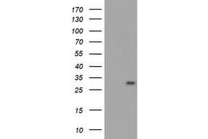 Image no. 1 for anti-Myeloid Leukemia Factor 1 (MLF1) antibody (ABIN1499497) (MLF1 抗体)