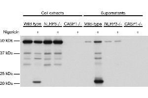 Mouse caspase-1 (p20) is detected by immunoblotting using anti-Caspase-1 (p20) (mouse), mAb (Casper-1) . (Caspase 1 p20 抗体)