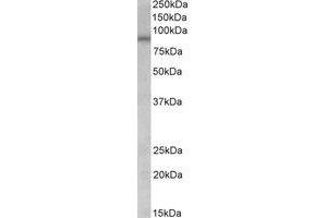 Western Blotting (WB) image for anti-Arginine Vasopressin Receptor 1A (AVPR1A) (Internal Region) antibody (ABIN2466481) (AVPR1A 抗体  (Internal Region))