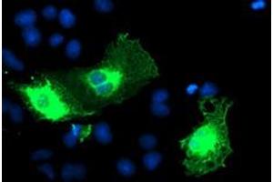 Anti-ERBB2 mouse monoclonal antibody (ABIN2455013) immunofluorescent staining of COS7 cells transiently transfected by pCMV6-ENTRY ERBB2 (RC212583). (ErbB2/Her2 抗体  (AA 676-1255))