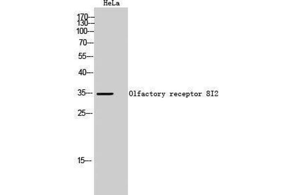 OR8I2 抗体  (Internal Region)