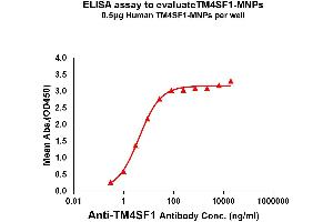 TM4SF1 蛋白