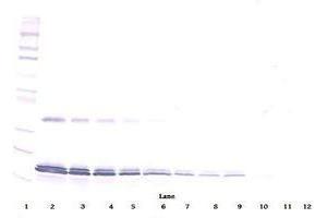 Image no. 1 for anti-Interleukin 16 (IL16) antibody (ABIN465149) (IL16 抗体)