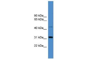 WB Suggested Anti-CD38 Antibody Titration: 0. (CD38 抗体  (C-Term))