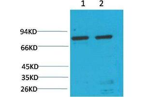 Western Blot (WB) analysis of 1)HeLa, 2) Rat LiverTissue with GRP78/Bip Mouse Monoclonal Antibody diluted at 1:2000. (GRP78 抗体)