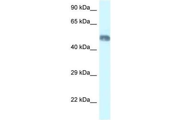 WDR8 抗体  (N-Term)