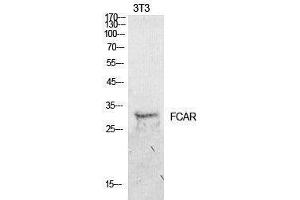 Western Blotting (WB) image for anti-Fc Fragment of IgA, Receptor For (FCAR) (Internal Region) antibody (ABIN3178914) (FCAR 抗体  (Internal Region))
