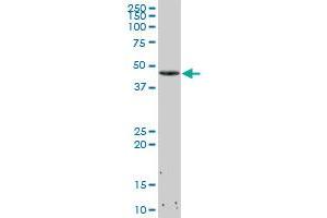 CDK4 MaxPab polyclonal antibody. (CDK4 抗体  (AA 1-303))