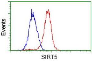 Image no. 1 for anti-Sirtuin 5 (SIRT5) antibody (ABIN1500933) (SIRT5 抗体)