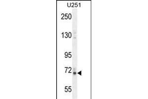 VITRN Antibody (C-term) (ABIN654464 and ABIN2844197) western blot analysis in  cell line lysates (35 μg/lane). (Vitrin 抗体  (C-Term))