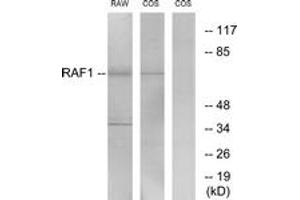 Western blot analysis of extracts from RAW264. (RAF1 抗体  (AA 305-354))