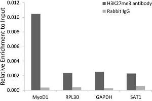 Chromatin Immunoprecipitation (ChIP) image for anti-Histone 3 (H3) (H3K27me) antibody (ABIN3023269)