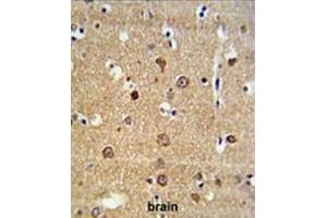 ADAM19 Antibody (Center) IHC analysis in formalin fixed and paraffin embedded brain tissue followed by peroxidase conjugation of the secondary antibody and DAB staining. (ADAM19 抗体  (Middle Region))