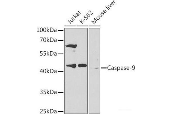 Caspase 9 抗体