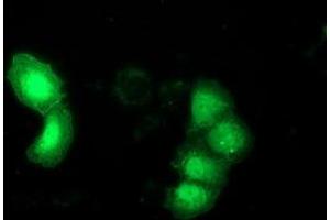 Immunofluorescence (IF) image for anti-DnaJ (Hsp40) Homolog, Subfamily B, Member 1 (DNAJB1) antibody (ABIN1498735) (DNAJB1 抗体)