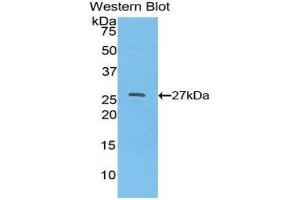 Western Blotting (WB) image for anti-Hepatocyte Nuclear Factor 4, alpha (HNF4A) (AA 131-330) antibody (ABIN1859184) (HNF4A 抗体  (AA 131-330))