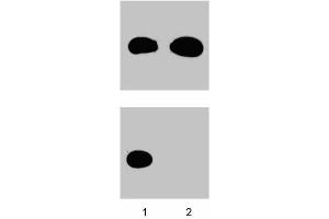 Western blot analysis for Cdk1/Cdc2 (pY15). (CDK1 抗体  (pTyr15))