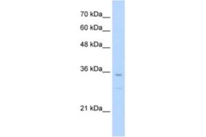 Western Blotting (WB) image for anti-NK3 Homeobox 2 (NKX3-2) antibody (ABIN2461425) (NKX3-2 抗体)