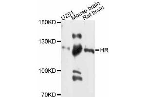 Western blot analysis of extracts of various cell lines, using HR antibody (ABIN5997924) at 1:3000 dilution. (Hairless 抗体)