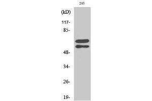 Western Blotting (WB) image for anti-V-Yes-1 Yamaguchi Sarcoma Viral Related Oncogene Homolog (LYN) (pTyr508) antibody (ABIN3179625) (LYN 抗体  (pTyr508))