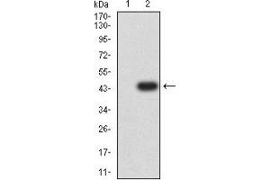 Western blot analysis using APC2 mAb against HEK293 (1) and APC2 (AA: 2041-2181)-hIgGFc transfected HEK293 (2) cell lysate. (APC2 抗体  (AA 2041-2181))