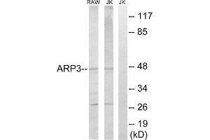 Western Blotting (WB) image for anti-ARP3 Actin-Related Protein 3 (ACTR3) (C-Term) antibody (ABIN1850673) (ACTR3 抗体  (C-Term))