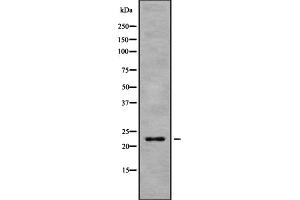 Western blot analysis of HP1gamma using 293 whole cell lysates (CBX3 抗体  (Internal Region))