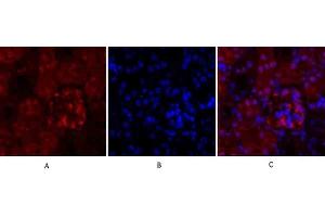 Immunofluorescence analysis of mouse kidney tissue. (Cyclin A 抗体  (AA 190-270))