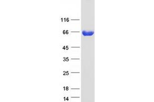 ACSS3 Protein (Myc-DYKDDDDK Tag)