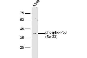 Human A549 lysates probed with Rabbit Anti-P53(Ser33) Polyclonal Antibody, Unconjugated  at 1:5000 for 90 min at 37˚C. (p53 抗体  (pSer33))