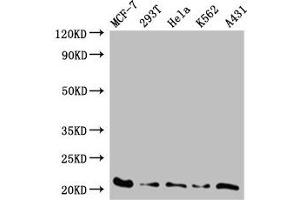 Western Blot Positive WB detected in: MCF-7 whole cell lysate, 293T whole cell lysate, Hela whole cell lysate, K562 whole cell lysate, A431 whole cell lysate All lanes: AK6 antibody at 0. (TAF9 抗体  (AA 1-264))