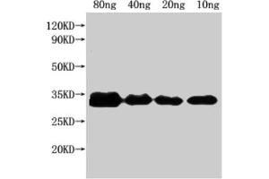 Western Blot Positive WB detected in Recombinant protein All lanes: nfuA antibody at 1:2000 Secondary Goat polyclonal to rabbit IgG at 1/50000 dilution Predicted band size: 25 kDa Observed band size: 32 kDa (NFUA (AA 1-191) 抗体)