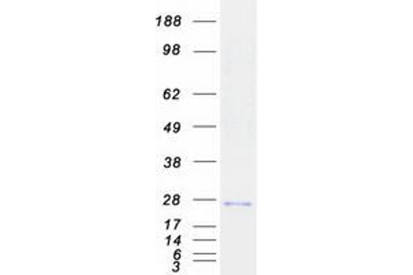 TMCO1 Protein (Myc-DYKDDDDK Tag)