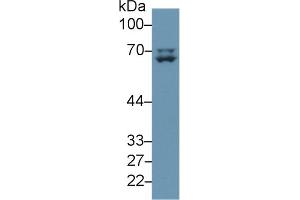 Detection of LMNA in Human A375 cell lysate using Polyclonal Antibody to Lamin A/C (LMNA) (Lamin A/C 抗体  (AA 1-422))