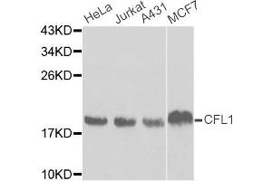 Western blot analysis of extracts of various cell lines, using CFL1 antibody. (Cofilin 抗体)