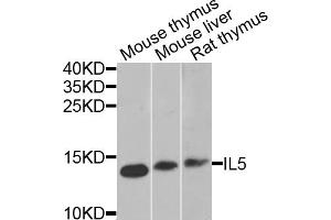Western blot analysis of extracts of various cell lines, using IL5 antibody (ABIN5975164) at 1/1000 dilution. (IL-5 抗体)
