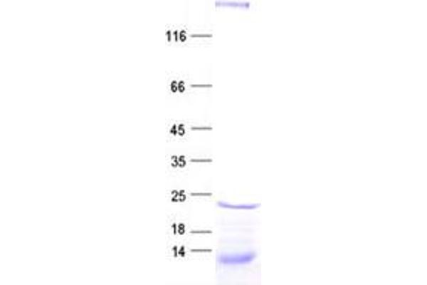 CDC42SE2 Protein (His tag)