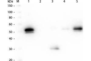 Western Blot of Anti-Rabbit IgG F(c) (GOAT) Antibody. (山羊 anti-兔 IgG (Fc Region) Antibody (DyLight 405))