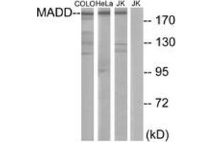 Western Blotting (WB) image for anti-MAP-Kinase Activating Death Domain (MADD) (AA 751-800) antibody (ABIN2889697) (MADD 抗体  (AA 751-800))