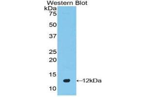 Western Blotting (WB) image for anti-Defensin beta 2 (BD-2) (AA 21-71) antibody (ABIN1858623) (beta 2 Defensin 抗体  (AA 21-71))