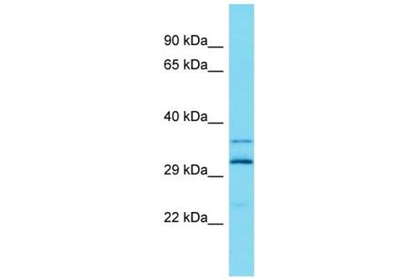 ARL13A 抗体  (Middle Region)