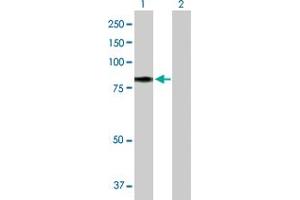 Western Blot analysis of TF expression in transfected 293T cell line by TF MaxPab polyclonal antibody. (Transferrin 抗体  (AA 1-698))