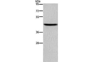 Western Blot analysis of NIH/3T3 cell using TFDP1 Polyclonal Antibody at dilution of 1:650 (DP1 抗体)