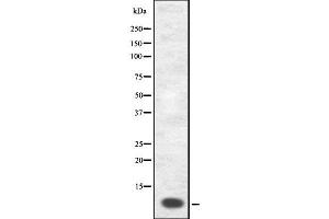 Western blot analysis GnRH I using COS7 whole cell lysates (GNRH1 抗体)