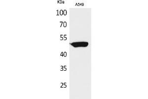 Western Blot analysis of A549 cells using HNF-3α/β/γ Polyclonal Antibody. (HNF-3alpha/beta/gamma 抗体)