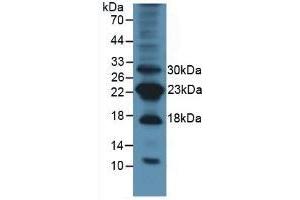 Detection of Surv in Mouse Lung Tissue using Polyclonal Antibody to Survivin (Surv) (Survivin 抗体  (AA 1-140))